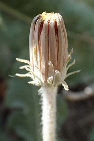 Taraxacum serotinum \ Sp�tbl�hender L�wenzahn, L�ss-L�wenzahn / Late Dandelion, A Wien 13.8.2025