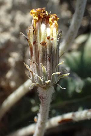 Taraxacum serotinum \ Sp�tbl�hender L�wenzahn, L�ss-L�wenzahn / Late Dandelion, A Wien 13.8.2025
