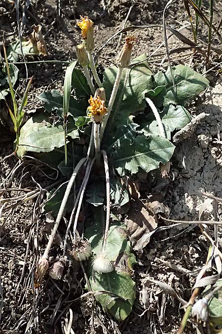 Taraxacum serotinum \ Sp�tbl�hender L�wenzahn, L�ss-L�wenzahn / Late Dandelion, A Wien 13.8.2025
