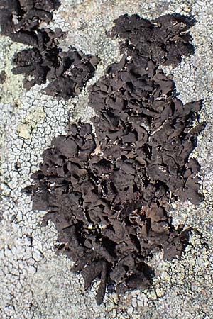 Umbilicaria deusta \ Ru&szlig;ige Nabelflechte / Peppered Rock Tripe, A Niedere Tauern, S&ouml;lk-Pass 26.7.2021