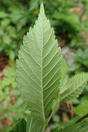 Ulmus minor \ Feld-Ulme / Small-Leaved Elm, A Weichtal-Klamm 1.7.2020