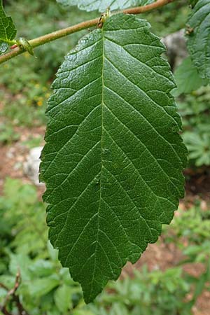 Ulmus minor \ Feld-Ulme / Small-Leaved Elm, A Weichtal-Klamm 1.7.2020