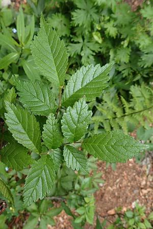Ulmus minor \ Feld-Ulme / Small-Leaved Elm, A Weichtal-Klamm 1.7.2020