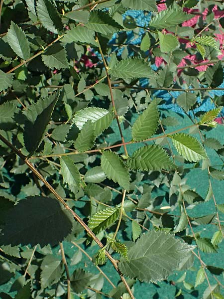 Ulmus minor \ Feld-Ulme / Small-Leaved Elm, A Wien 13.8.2025
