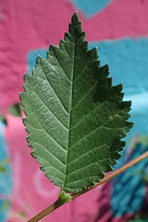 Ulmus minor \ Feld-Ulme / Small-Leaved Elm, A Wien 13.8.2025