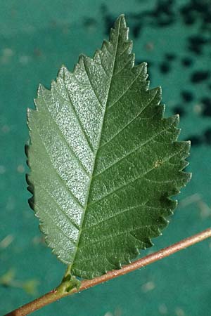Ulmus minor \ Feld-Ulme / Small-Leaved Elm, A Wien 13.8.2025
