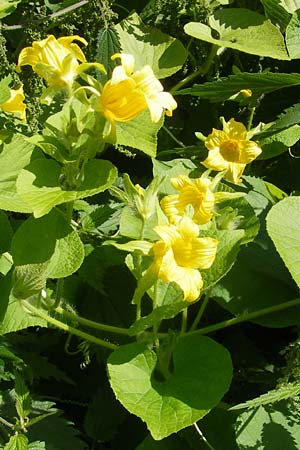 Thladiantha dubia \ Quetsch-Gurke / Manchu Tuber Gourd, A K&auml;rnten/Carinthia, Kleinobir 2.8.2011