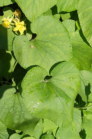 Thladiantha dubia \ Quetsch-Gurke / Manchu Tuber Gourd, A K&auml;rnten/Carinthia, Kleinobir 2.8.2011