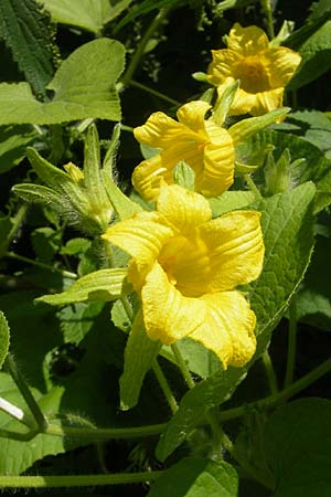 Thladiantha dubia \ Quetsch-Gurke / Manchu Tuber Gourd, A K&auml;rnten/Carinthia, Kleinobir 2.8.2011