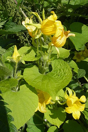 Thladiantha dubia \ Quetsch-Gurke / Manchu Tuber Gourd, A K&auml;rnten/Carinthia, Kleinobir 2.8.2011