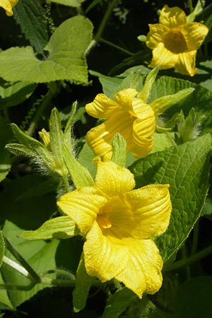 Thladiantha dubia \ Quetsch-Gurke / Manchu Tuber Gourd, A K&auml;rnten/Carinthia, Kleinobir 2.8.2011