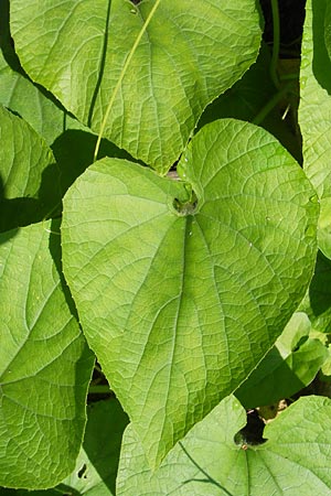 Thladiantha dubia \ Quetsch-Gurke / Manchu Tuber Gourd, A K&auml;rnten/Carinthia, Kleinobir 2.8.2011