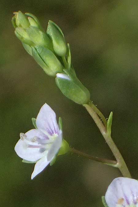Veronica anagalloides \ Schlamm-Ehrenpreis / Faded Speedwell, Mud Speedwell, A Staatz 12.8.2025