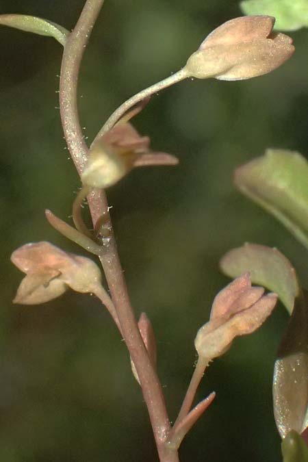 Veronica anagalloides \ Schlamm-Ehrenpreis / Faded Speedwell, Mud Speedwell, A Staatz 12.8.2025