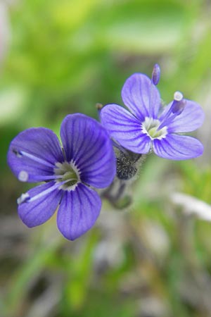Veronica aphylla \ Nacktstiel-Ehrenpreis, Blattloser Ehrenpreis / Leafless-Stemmed Speedwell, A Kärnten/Carinthia, Petzen 2.7.2010