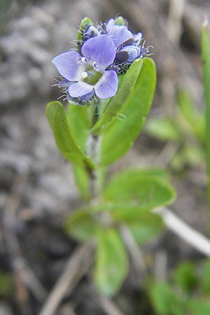 Veronica alpina \ Alpen-Ehrenpreis / Alpine Speedwell, A Malta - Tal / Valley 19.7.2010