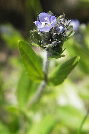 Veronica alpina \ Alpen-Ehrenpreis / Alpine Speedwell, A Malta - Tal / Valley 19.7.2010