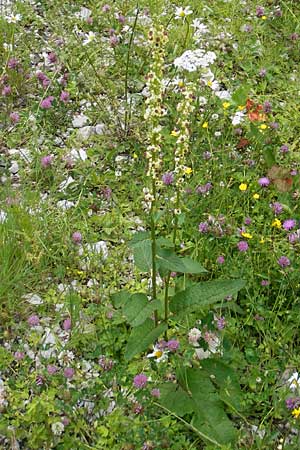 Verbascum nigrum \ Dunkle Knigskerze, Schwarze Knigskerze / Dark Mullein, A Dachstein 20.7.2010