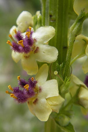 Verbascum nigrum \ Dunkle Knigskerze, Schwarze Knigskerze / Dark Mullein, A Dachstein 20.7.2010