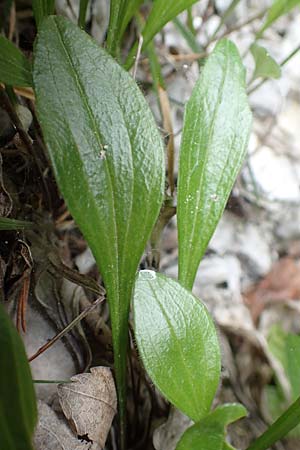 Valeriana saxatilis \ Felsen-Baldrian / Rock Valerian, A Kärnten/Carinthia, Trögerner Klamm 18.5.2016