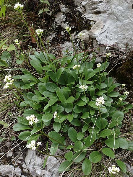 Valeriana saxatilis \ Felsen-Baldrian / Rock Valerian, A Kärnten/Carinthia, Trögerner Klamm 18.5.2016