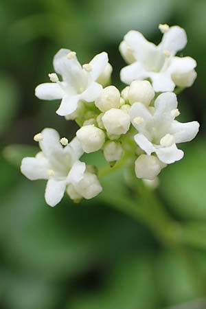 Valeriana saxatilis \ Felsen-Baldrian / Rock Valerian, A Kärnten/Carinthia, Trögerner Klamm 18.5.2016