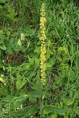 Verbascum nigrum \ Dunkle Knigskerze, Schwarze Knigskerze / Dark Mullein, A Altaussee 9.7.2020