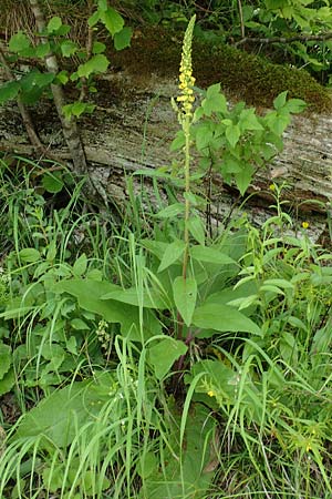 Verbascum nigrum \ Dunkle Knigskerze, Schwarze Knigskerze / Dark Mullein, A Altaussee 9.7.2020