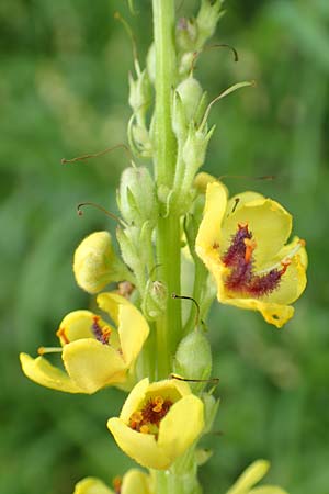 Verbascum nigrum \ Dunkle Knigskerze, Schwarze Knigskerze / Dark Mullein, A Altaussee 9.7.2020