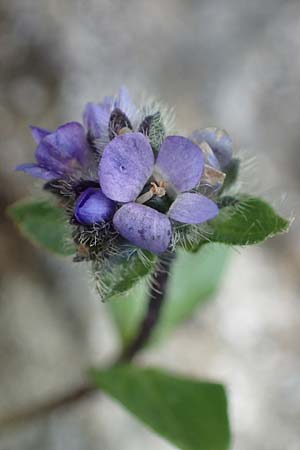 Veronica alpina \ Alpen-Ehrenpreis / Alpine Speedwell, A Niedere Tauern, Sölk-Pass 2.7.2021