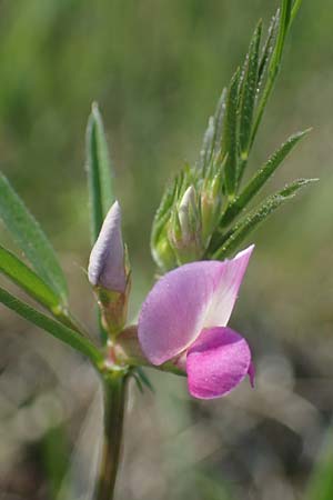 Vicia angustifolia \ Schmalblttrige Futter-Wicke / Narrow-Leaved Vetch, A Seewinkel, Illmitz 9.5.2022