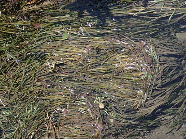 Vallisneria americana \ Riesen-Vallisnerie, Riesen-Wasserschraube / American Tape Grass, American Eel Grass, A Villach-Warmbad 4.7.2022