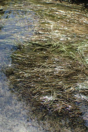 Vallisneria americana \ Riesen-Vallisnerie, Riesen-Wasserschraube / American Tape Grass, American Eel Grass, A Villach-Warmbad 4.7.2022
