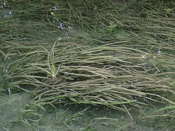 Vallisneria americana \ Riesen-Vallisnerie, Riesen-Wasserschraube / American Tape Grass, American Eel Grass, A Villach-Warmbad 4.7.2022