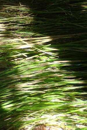 Vallisneria americana \ Riesen-Vallisnerie, Riesen-Wasserschraube / American Tape Grass, American Eel Grass, A Villach-Warmbad 4.7.2022