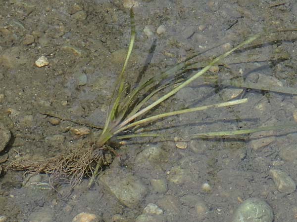 Vallisneria americana \ Riesen-Vallisnerie, Riesen-Wasserschraube / American Tape Grass, American Eel Grass, A Villach-Warmbad 4.7.2022