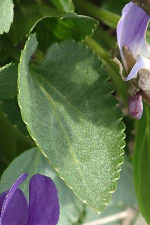 Viola ambigua \ Steppen-Veilchen / Steppe Violet, A Weinviertel,  Goggendorf 1.4.2023