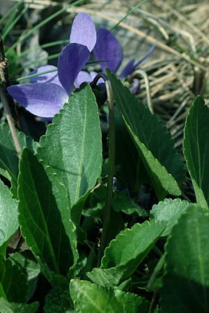 Viola ambigua \ Steppen-Veilchen / Steppe Violet, A Weinviertel,  Goggendorf 1.4.2023