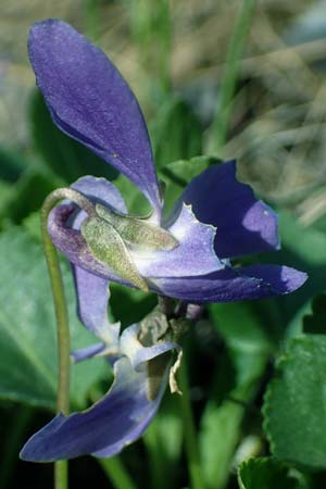 Viola ambigua \ Steppen-Veilchen / Steppe Violet, A Weinviertel,  Goggendorf 1.4.2023