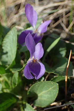 Viola ambigua \ Steppen-Veilchen / Steppe Violet, A Weinviertel,  Goggendorf 1.4.2023