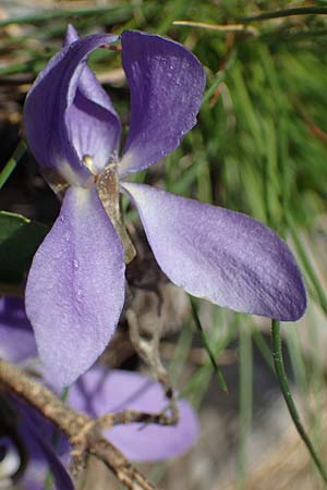Viola ambigua \ Steppen-Veilchen / Steppe Violet, A Weinviertel,  Goggendorf 1.4.2023
