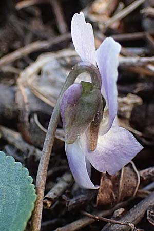Viola ambigua \ Steppen-Veilchen / Steppe Violet, A Weinviertel,  Goggendorf 1.4.2023