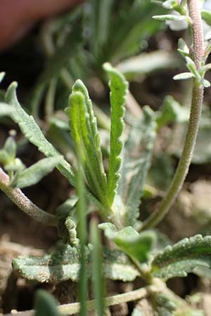 Veronica austriaca \ sterreicher Ehrenpreis / Austrian Speedwell, A Siegendorf 3.4.2023