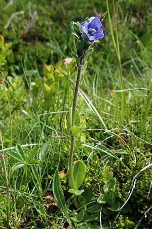 Veronica alpina \ Alpen-Ehrenpreis / Alpine Speedwell, A Kärnten/Carinthia, Koralpe 5.7.2023