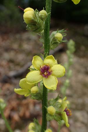 Verbascum chaixii subsp. austriacum \ �sterreicher K�nigskerze / Austrian Mullein, A K&auml;rnten/Carinthia, St. Paul im Lavanttal 6.7.2023