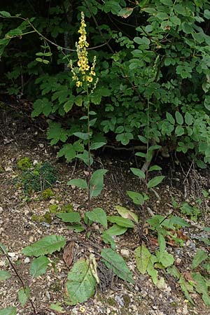 Verbascum chaixii subsp. austriacum \ �sterreicher K�nigskerze / Austrian Mullein, A K&auml;rnten/Carinthia, St. Paul im Lavanttal 6.7.2023