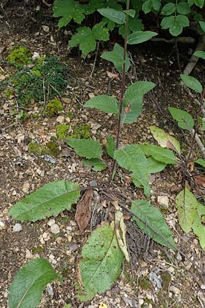 Verbascum chaixii subsp. austriacum \ �sterreicher K�nigskerze / Austrian Mullein, A K&auml;rnten/Carinthia, St. Paul im Lavanttal 6.7.2023