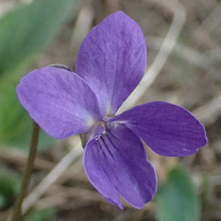 Viola ambigua \ Steppen-Veilchen / Steppe Violet, A Gumpoldskirchen 7.3.2024