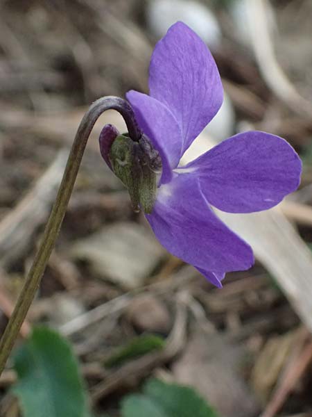 Viola ambigua \ Steppen-Veilchen / Steppe Violet, A Gumpoldskirchen 7.3.2024