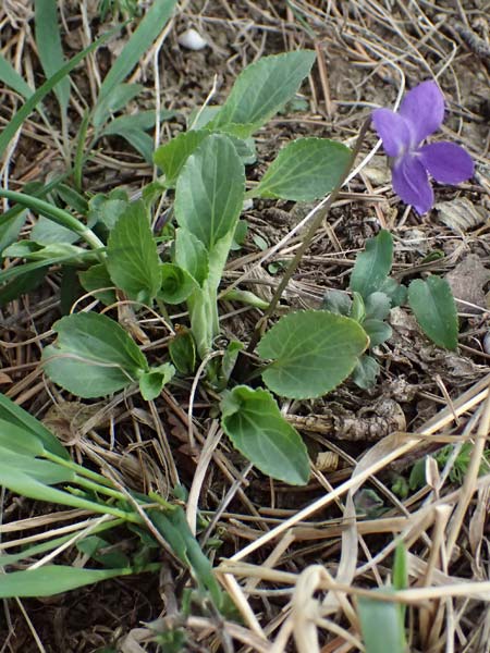 Viola ambigua \ Steppen-Veilchen / Steppe Violet, A Gumpoldskirchen 7.3.2024